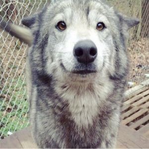 Meet your Posher, Help